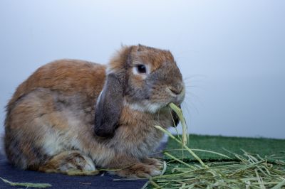 rabbit control and removal