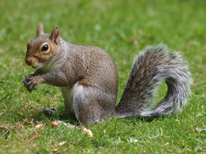How Squirrels Damage Roofs And Attics And What To Do About It