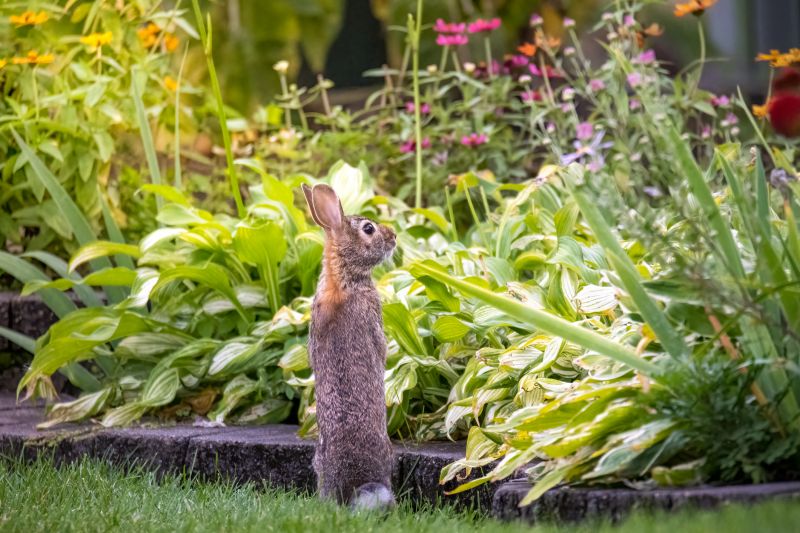 Rabbit Control And Removal
