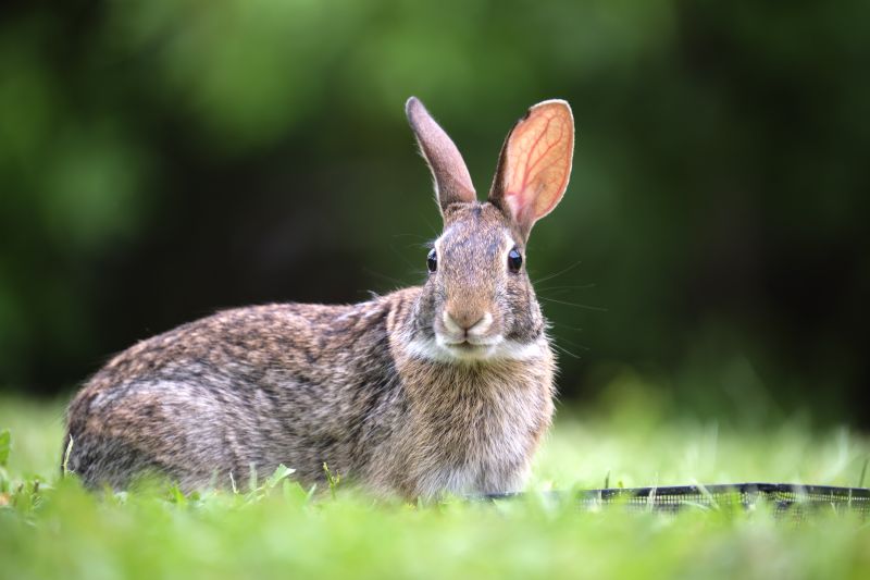 Rabbit Control And Removal
