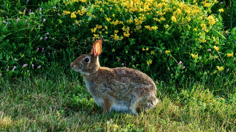 Rabbit Damage To Lawns And Flower Beds: What Homeowners Should Know