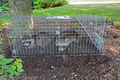 Signs You Have Raccoons In Your Attic And Why Professional Removal Matters