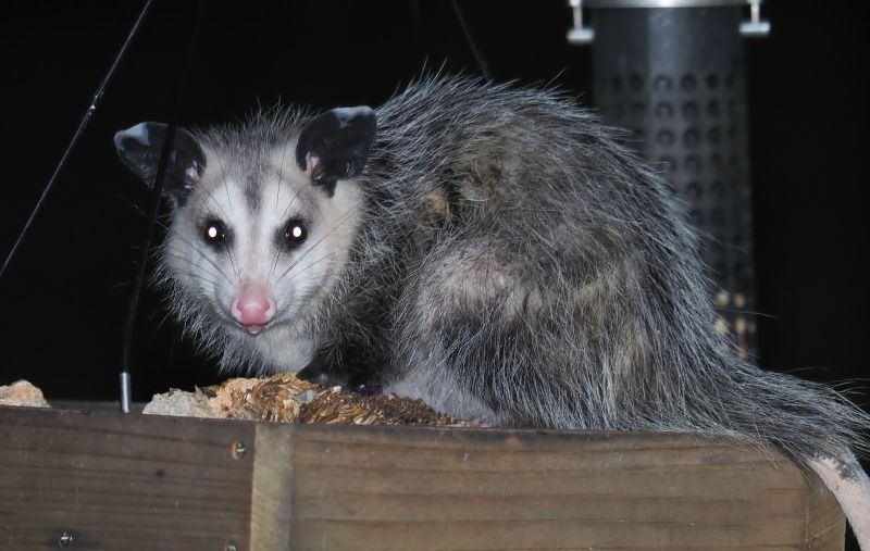 Opossum Climbing
