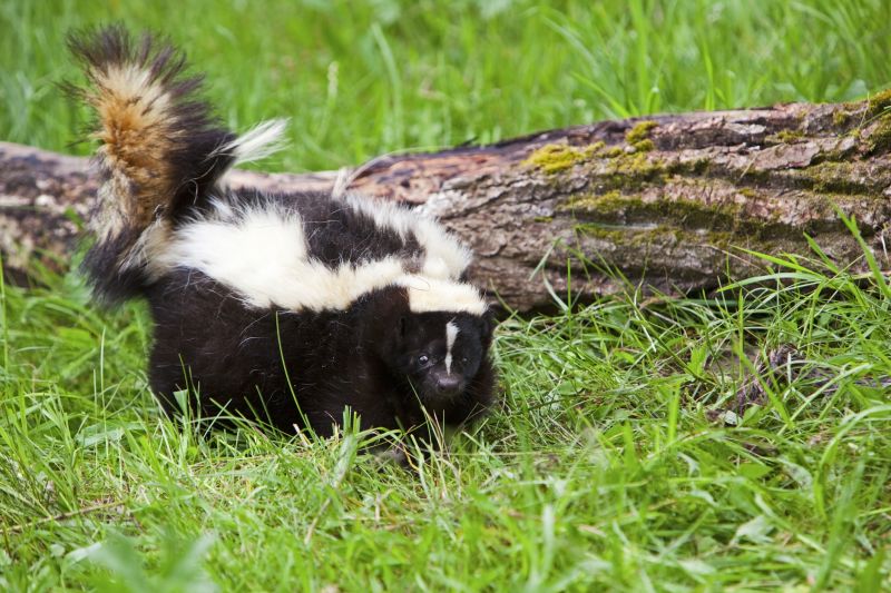 Skunk Sightings
