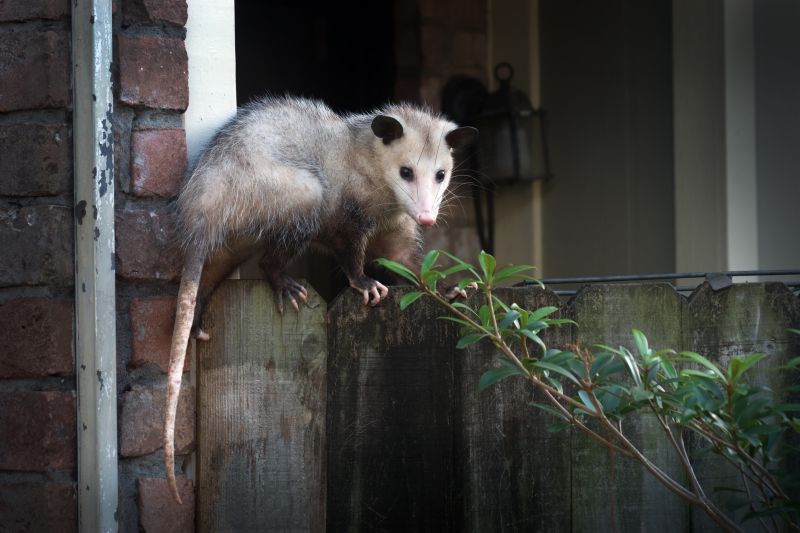 Opossum in a Tree