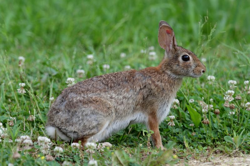 rabbit control and removal