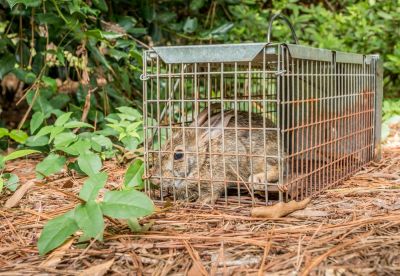 Rabbit Removal